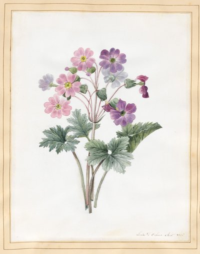 Hybrid Auricula (toaleta na pergamenu) od Louise DOrleans