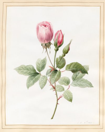 Růžová růže a poupata, 1826 (Wc s trochou tělové barvy na pergamenu) od Louise DOrleans