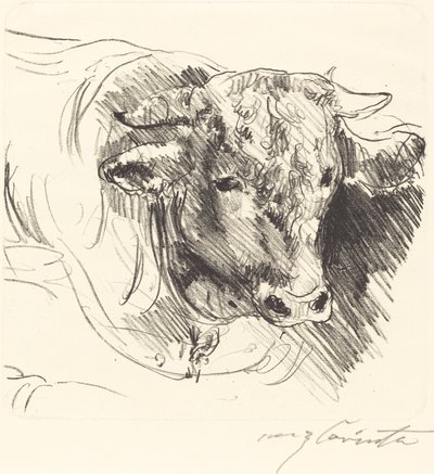 Stierkopf (hlava Steer) od Lovis Corinth