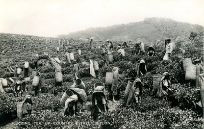 Trhání čaje, panství na venkově, Cejlon, kolem 1900-1930 (černobílá fotografie) od Ltd. Ceylon Plâté