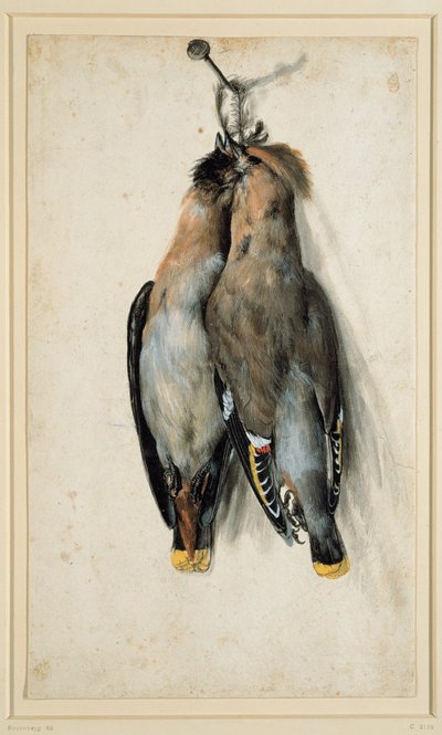 Dva Dead Bohemian Waxwings od Lucas Cranach the Elder