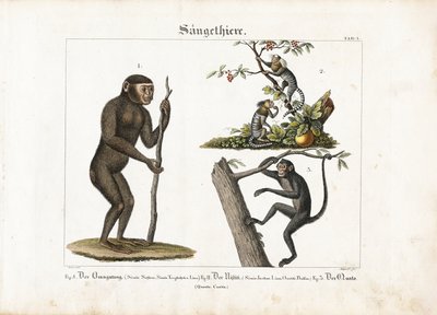 Primáti: Orangutan, Marmoseta obecná a opice pavoučí od Ludwig Meyer