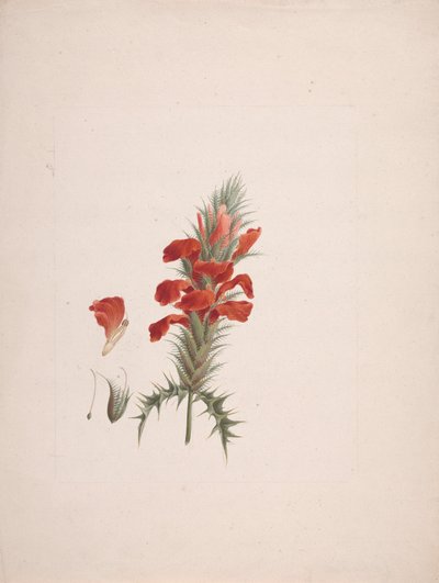 Acanthus Sennii Chiov. : hotový výkres s přidanými detaily od Luigi Balugani
