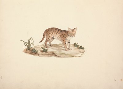 Africká divoká kočka nebo Serval od Luigi Balugani