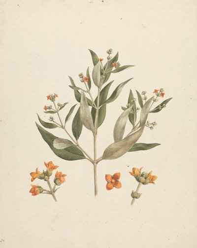 Avicennia marina (Forssk.) Vierh. (White Mangrove): dokončená kresba kvetoucího výhonku s detaily květů od Luigi Balugani