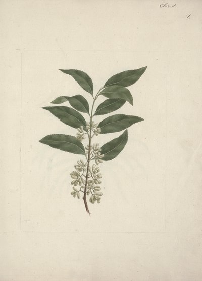 Příběh Edulis Forsk. (Khat): Hotová kresba od Luigi Balugani