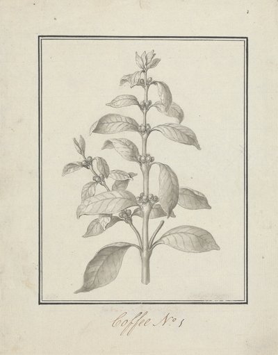 Coffea arabica L. (Arabica Coffee): hotová kresba listového výhonku a bobulí od Luigi Balugani
