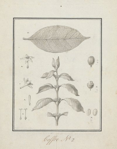 Coffea arabica L. (káva arabská): hotová kresba listového výhonku s detaily květů, listů a plodů od Luigi Balugani