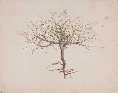 Commiphora gileadensis (L.) C. Chr. (Balzám z Gileadu, Opobalsam): dokončena kresba, pokud je strom zvykem (s kořeny) od Luigi Balugani