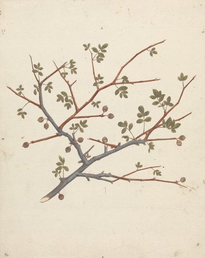 Commiphora gileadensis (L.) C. Chr. (Balzám z Gileadu, Opobalsam): dokončená kresba plodové větve od Luigi Balugani