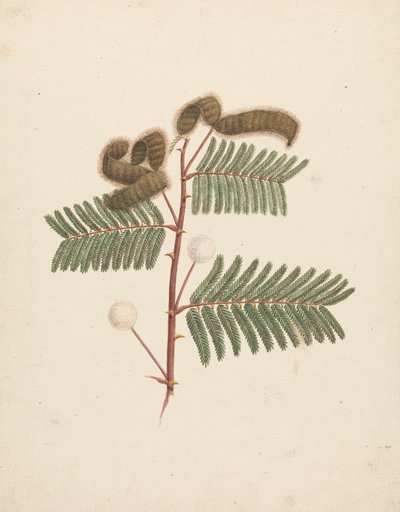 Mimosa pigra (L.): hotová kresba od Luigi Balugani