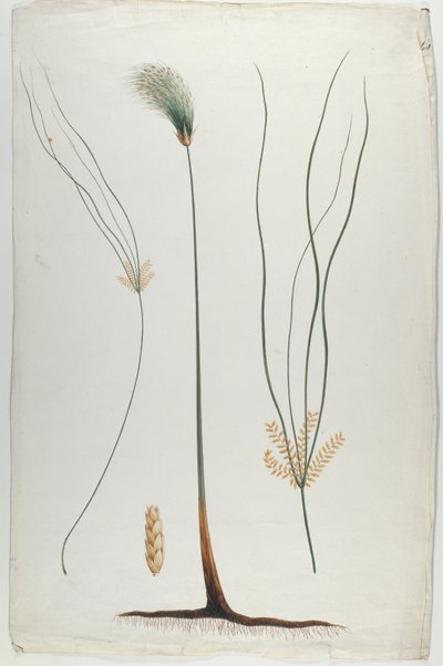 Papyrus (Detail rostliny a kořene), podle Jamese Abyssinian Bruce (1730-94) (wc přes grafit na papíře) od Luigi Balugani