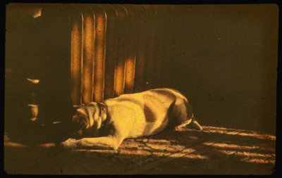 Barevná fotografie spícího psa ve slunečním světle s Autochrome Lumiére a 35mm fotoaparátem... od Luis Marden