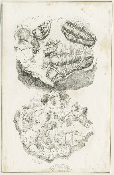 Dudley - Fosílie: litografie, nd [c 1825] (tisk) od Luke Booker