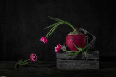Tmavé tulipány a ředkvička od Lydia Jacobs