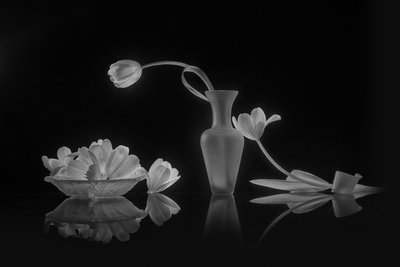 Elegantní černé a bílé tulipány od Lydia Jacobs