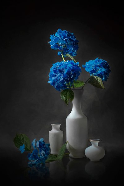 Elegantní modré hortenzie od Lydia Jacobs