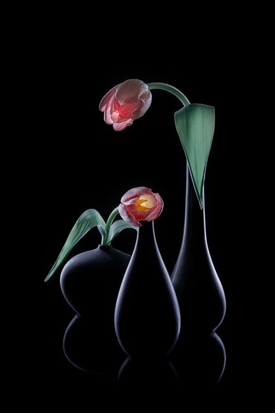 Elegantní zářivé tulipány od Lydia Jacobs