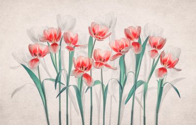 Éterické růžové tulipány od Lydia Jacobs
