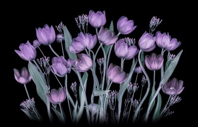 Zářící fialové tulipány od Lydia Jacobs