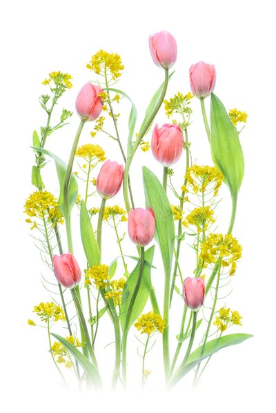 Růžové tulipány a žluté květy od Lydia Jacobs