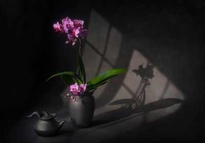 Elegance orchideje ve stínu od Lydia Jacobs