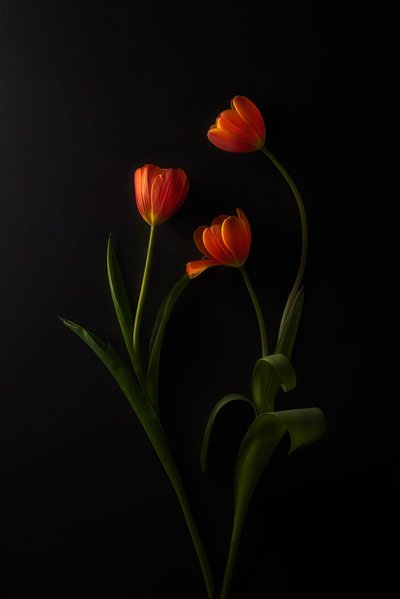 Zářivé tulipány na tmavém pozadí od Lydia Jacobs