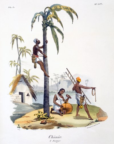Muž z kasty Nadar šplhající na palmu, 1827-35 od M.E. Burnouf