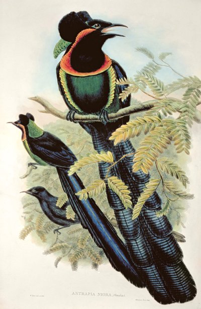Arfak Astrapia, Astrapia Nigra - Ráj od M. Hart
