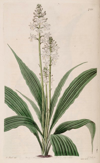 Ilustrace Calanthe triplicata (jako syn. Calanthe veratrifolia) (rostlina) od M. Hart
