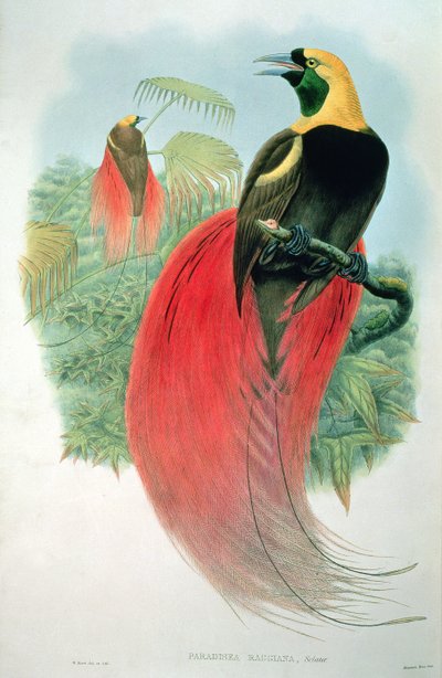 Paradisaea Raggiana od M. Hart