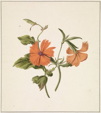 Žlutá čínská růže (Rosa Chinensis Lutea) od M. de Gijselaar