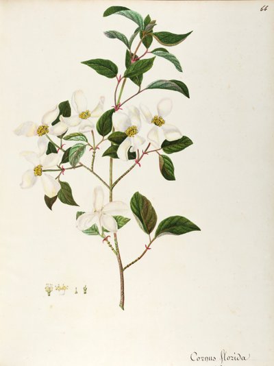 Kvetoucí dřín (Cornus florida), Cornaceae, malý strom nebo keř původem ze Severní Ameriky, akvarel od Maddalena Lisa Mussino