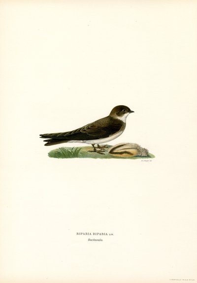 Sand Martin (barva lito) od Magnus Ferdinand and Wilhelm von Wright