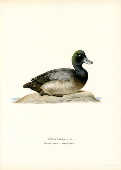 American Scaup Duck (barevná lito) od Magnus Ferdinand and Wilhelm von Wright