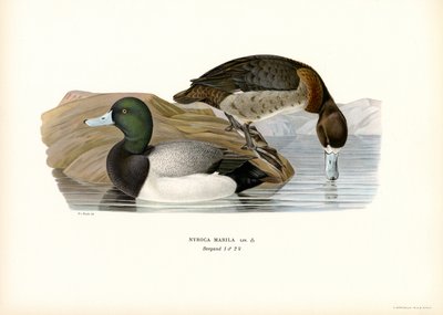 American Scaup Duck (barevná lito) od Magnus Ferdinand and Wilhelm von Wright