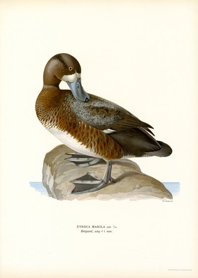 American Scaup Duck (barevná lito) od Magnus Ferdinand and Wilhelm von Wright