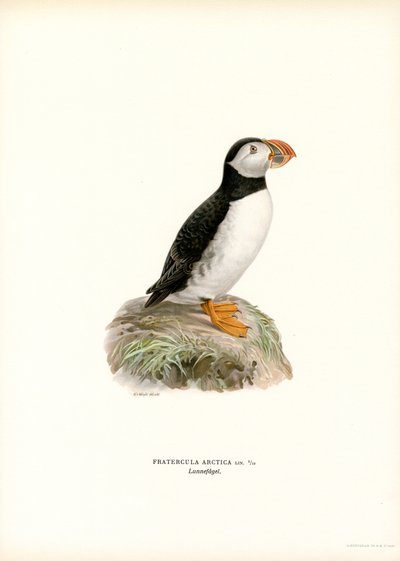 Atlantic Puffin (barva lito) od Magnus Ferdinand and Wilhelm von Wright