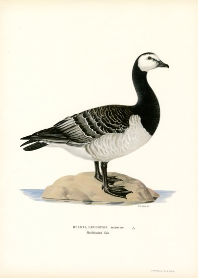 Barnacle Goose (barevná lito) od Magnus Ferdinand and Wilhelm von Wright