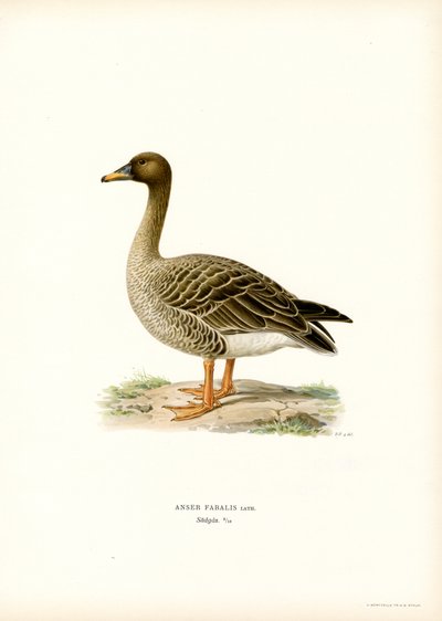 Bean Goose (barva lito) od Magnus Ferdinand and Wilhelm von Wright