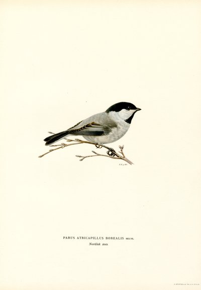 Slepičák černotemenný (barva litho) od Magnus Ferdinand and Wilhelm von Wright