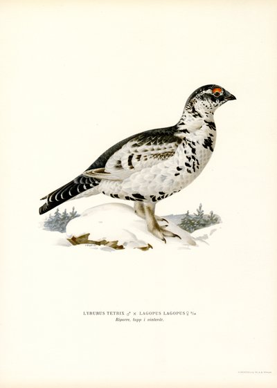 Tetřev x Willow Ptarmigan (barva lito) od Magnus Ferdinand and Wilhelm von Wright