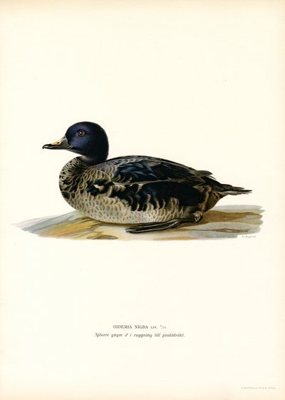 Black Scoter (barva lito) od Magnus Ferdinand and Wilhelm von Wright