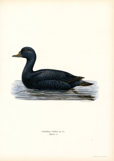 Black Scoter (barva lito) od Magnus Ferdinand and Wilhelm von Wright
