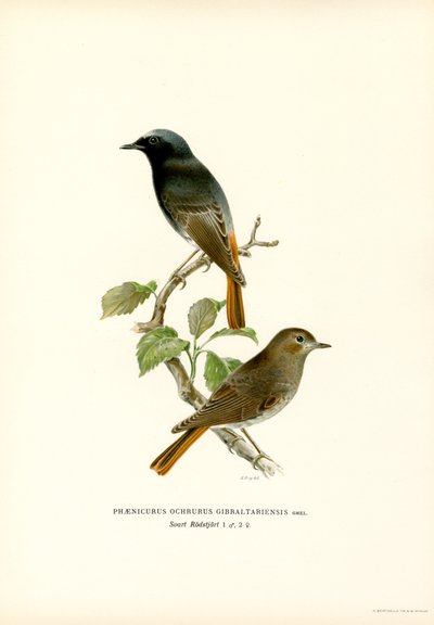 Blackstart (barevné lito) od Magnus Ferdinand and Wilhelm von Wright