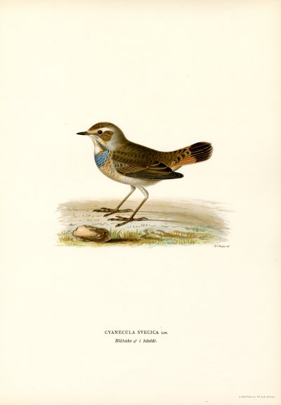 Bluethroat (barva litho) od Magnus Ferdinand and Wilhelm von Wright
