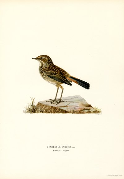Bluethroat (barva litho) od Magnus Ferdinand and Wilhelm von Wright