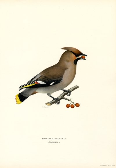 Bohemian Waxwing (barevní členové) od Magnus Ferdinand and Wilhelm von Wright