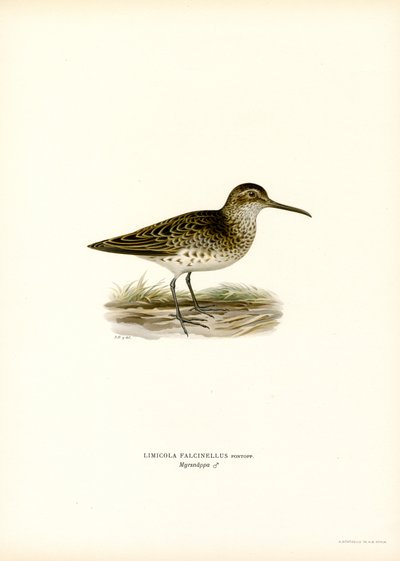 Sandpiper širokozobý (barevný litho) od Magnus Ferdinand and Wilhelm von Wright