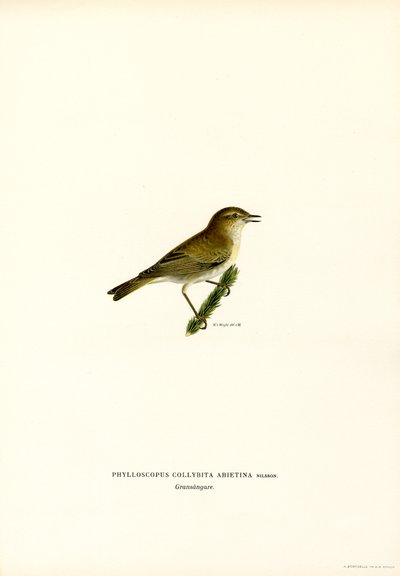 Chiffchaff (barva lito) od Magnus Ferdinand and Wilhelm von Wright